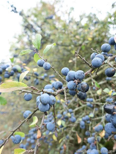 Sloe Berry Meringue Pie - Wild Foraging - Sew Historically