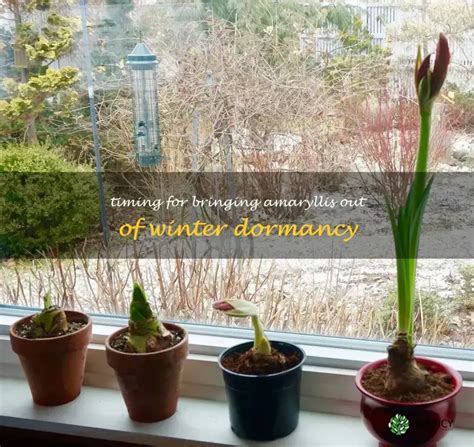 Timing For Bringing Amaryllis Out Of Winter Dormancy | ShunCy