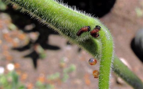 Newly hatched pipevine swallowtail caterpillars. | In a neig… | Flickr