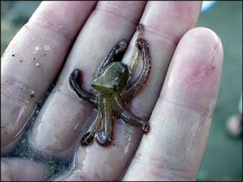 it was all fun and games until he realised it was a blue ringed octopus | Baby octopus, Cute ...