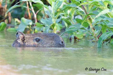 capybara swimming