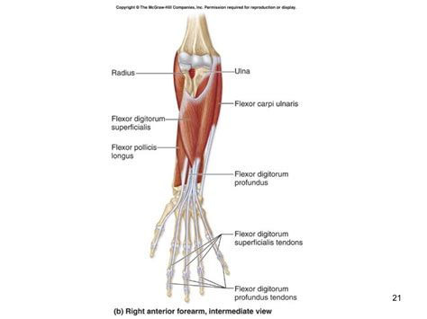 Appendicular Muscles Labeling