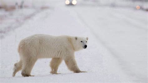 Survey finds two High Arctic polar bear populations stable | CTV News