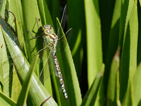 Aeshna viridis Eversmann, 1836 - Green Hawker - Dragonflies and Damselflies