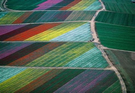 bird's eye view | Tulip fields, Flower field, Carlsbad flower fields