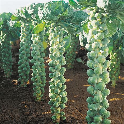 Igor Brussels Sprouts Seed - Territorial Seed Company