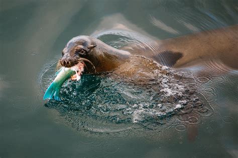 Galapagos sea lion eating a parrot fish : r/natureismetal