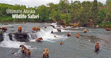 Alaska Wildlife Tour | Adventure Travel | Natural Habitat