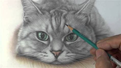 How To Draw Cat Fur With Colored Pencil : Pencil Colored Drawings ...