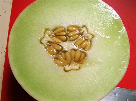 Honey Dew Melon – Asia Seeds