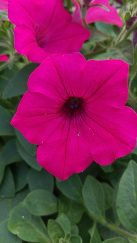 Petunia Supertunia Vista Fuschia almost seem like they should glow in the dark! | Pretty flowers ...