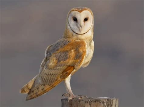 Interesting Facts About the Barn Owl - Fact Bud