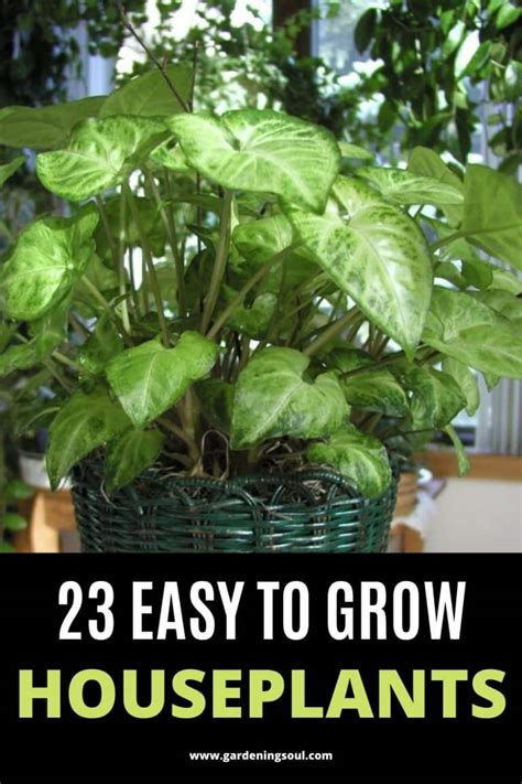 23 Easy to Grow Houseplants