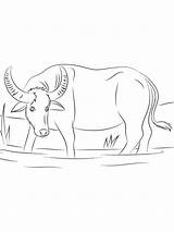 Buffalo Wild Wings Coloring Sheet Coloring Pages sketch template