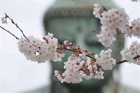 Significado de la FLOR DE CEREZO