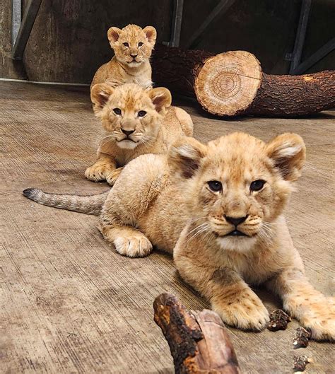 Lincoln Park Zoo on Twitter: "The time has come for lion cubs Pesho, Sidai, and Lomelok to ...