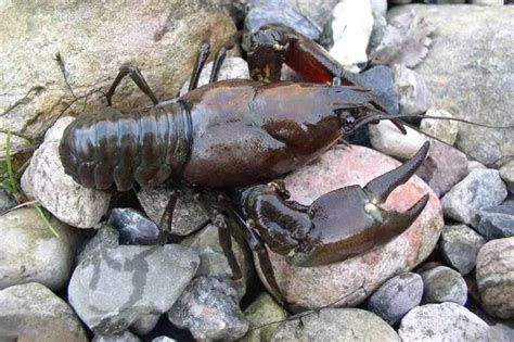 Crayfish and carp ‘among invasive species pushing lakes to ecosystem collapse’ - Lincolnshire Live