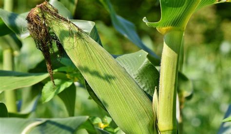 Cara Menanam Jagung di Pekarangan Rumah Secara Simpel - Tukang Kuli