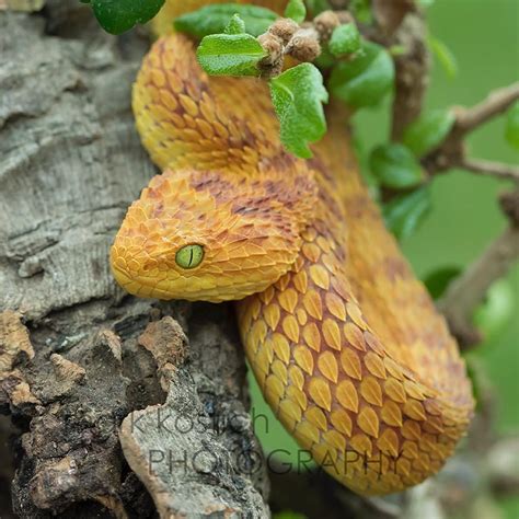 Mark Kostich on Instagram: “Atheris squamigera” | Instagram, Instagram ...