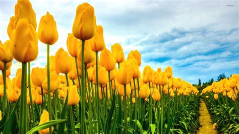 Field of yellow tulips wallpaper - Flower wallpapers - #34137