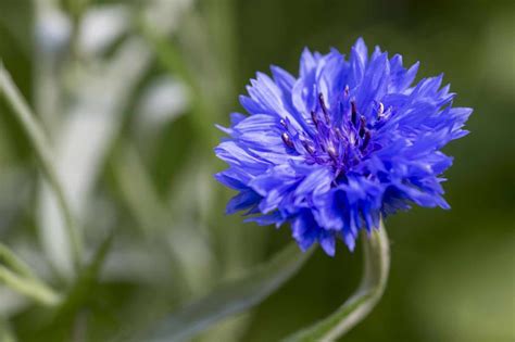 Centaurea cyanus | Garden plants, Plants, Container gardening