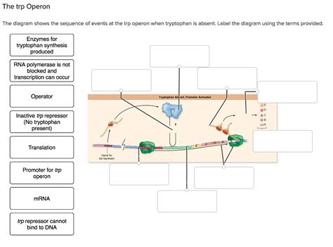 Solved The trp Operon The diagram shows the sequence of | Chegg.com