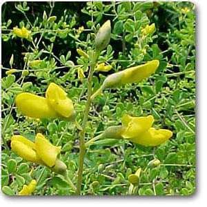 Buy Baptisia tinctoria - Plant online from Nurserylive at lowest price.