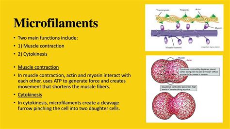 Differences Between Microfilaments, Microtubules and Intermediate ...