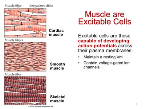 Excitable Cells Flashcards | Quizlet