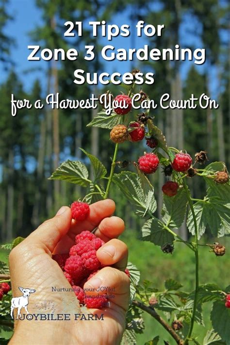 21 Tips for Zone 3 Gardening Success for a Harvest You Can Count On ...