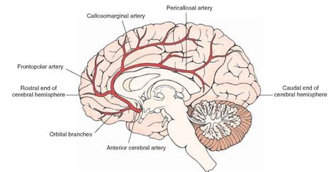 Blood Supply of the Central Nervous System (Gross Anatomy of the Brain) Part 1 | Cuerpo humano ...