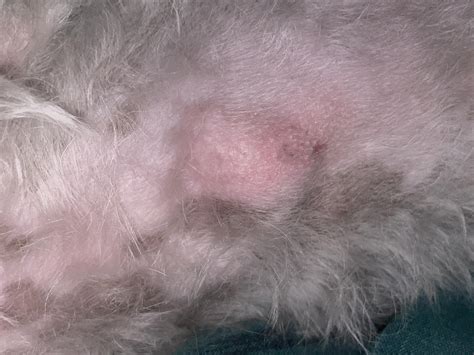 Visible lump in my dogs chest, should I be worried? Vet says not to ...