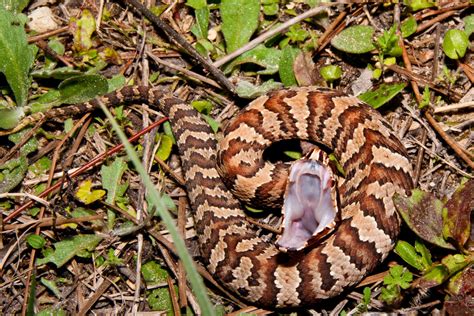 Cottonmouth and Water Moccasin – Same Snake? - Houseman Services