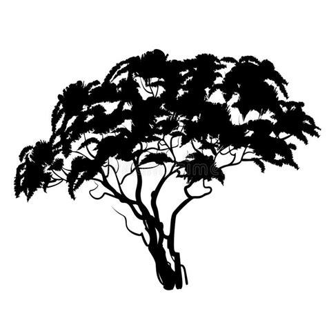 Black African Acacia Tree Silhouette. Vector Illustration Stock Illustration - Illustration of ...