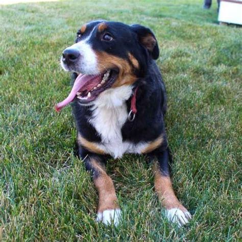 180+ Of the Best Greater Swiss Mountain Dog Names - BuzzSharer.com