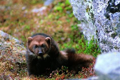 Wolverine decision faces legal challenge - LocalNews8.com - KIFI