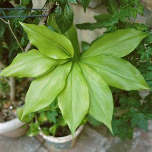 6 Potent Insulin Plant Benefits and Uses (Backed by Science) | Balcony Garden Web