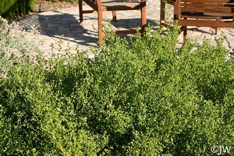 Baccharis pilularis 'Pigeon Point' | California Flora Nursery