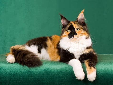 30 Memorable Calico Cat Names to Browse Before You Choose - A-Z Animals