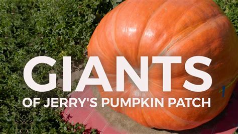 Not one but four giant pumpkins in the patch - YouTube