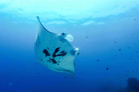 Magical Manta Ray Migration