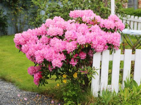 Little Pink Flowers Bush | Best Flower Site