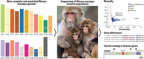 Closer Monkey Depth Chart