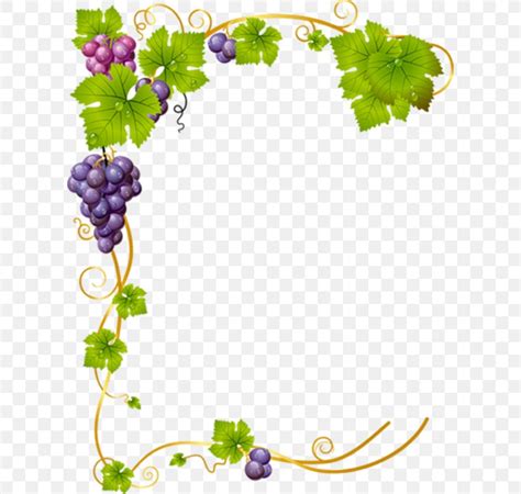 Common Grape Vine Vector Graphics Clip Art Stock Illustration, PNG ...