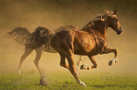 68 best Galloping Horses images on Pinterest | Beautiful horses, Equine ...