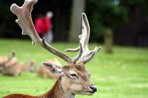 wildlife: A couple of shots after a trip to Dunham massey hall...