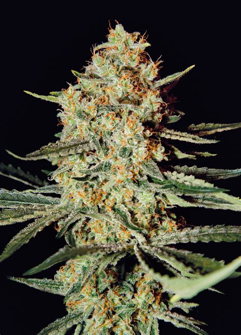 Himalaya Gold - strain - Green House Seeds | Cannapedia