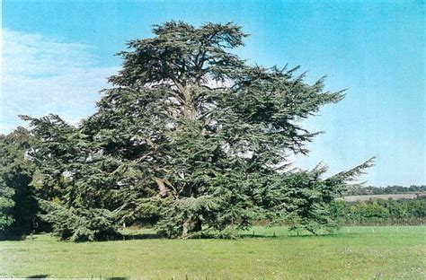 Cèdre bleu de l'Atlas : arbre remarquable sur la commune de SAIVRES