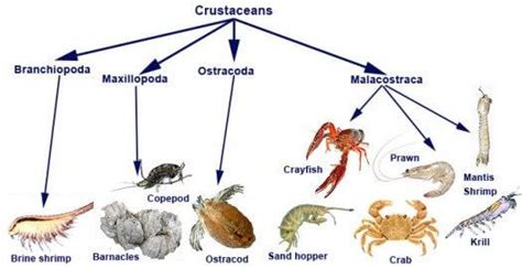 Crustacean ~ Everything You Need to Know with Photos | Videos