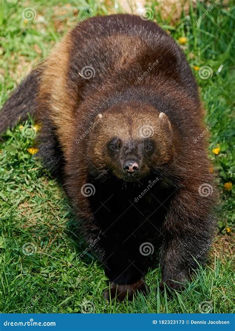 Wolverine Gulo gulo stock image. Image of mammal, fauna - 182323173